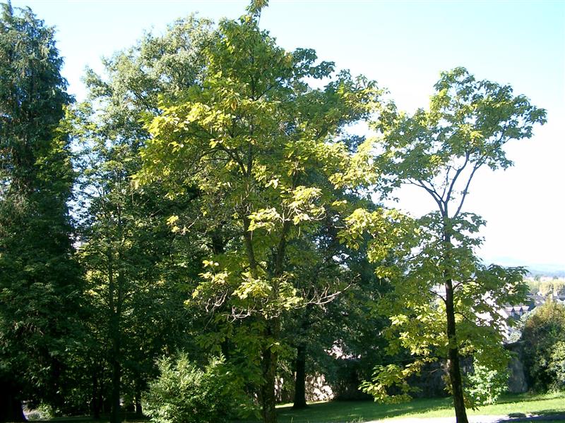 Parc pommé