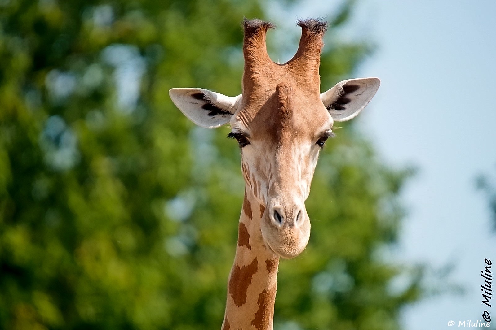 Parc Zoo du Reynou, Le Vigen - photo 4