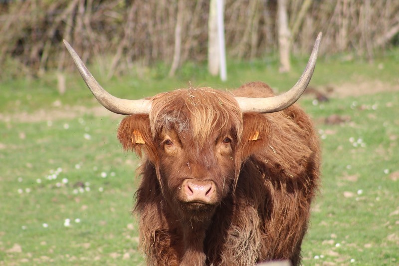 Parc du Griffon, Caubon-Saint-Sauveur - photo 12