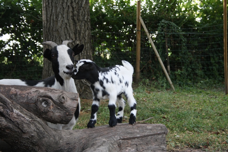 Parc du Griffon, Caubon-Saint-Sauveur - photo 2
