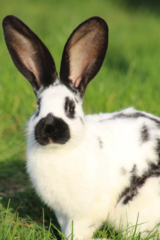 Parc du Griffon, Caubon-Saint-Sauveur