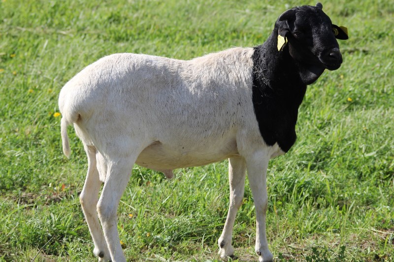 Parc du Griffon, Caubon-Saint-Sauveur - photo 19