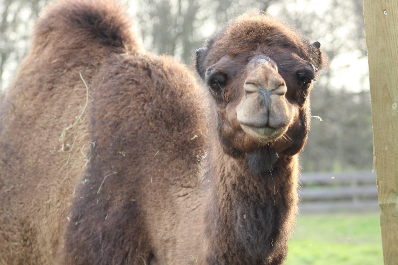 Parc du Griffon, Caubon-Saint-Sauveur - photo 14