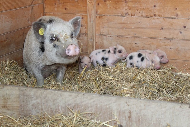 Parc du Griffon, Caubon-Saint-Sauveur - photo 10