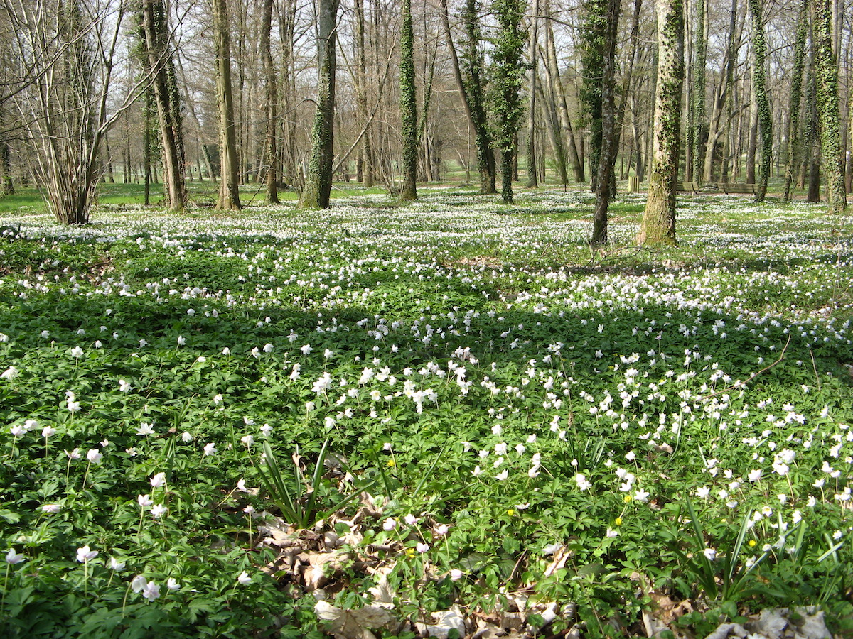 Sentier des trois ruisseaux, Limoges - photo 3