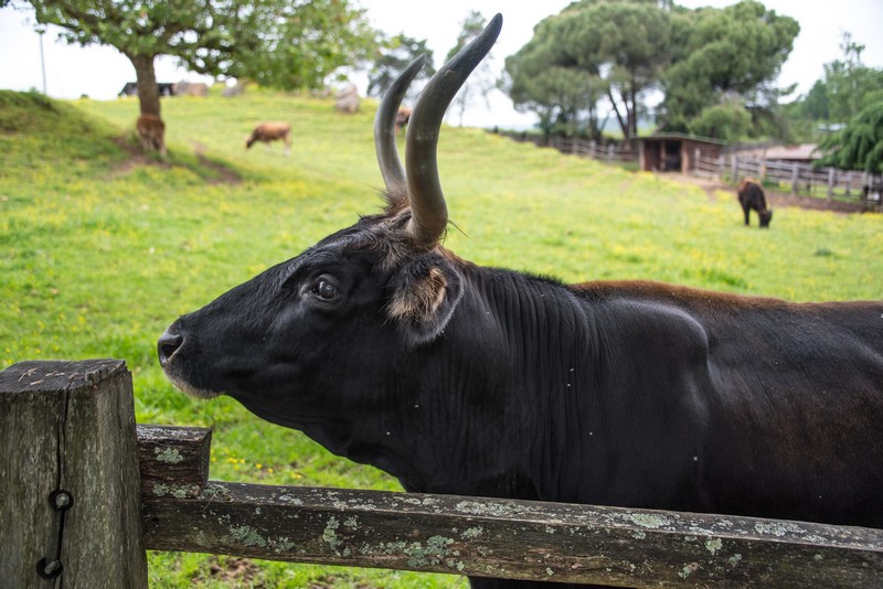 Parc du Thot, Thonac - photo 4