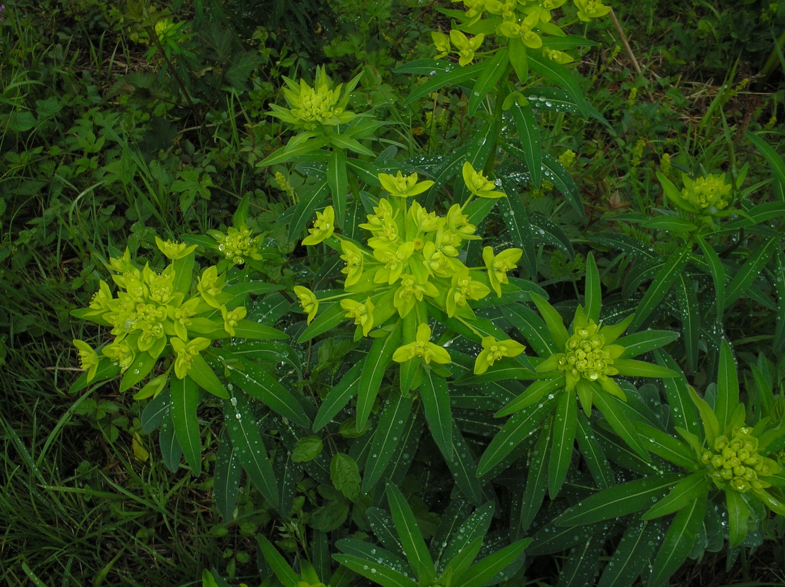 Sortie nature CPIE Pays Basque : "Balade jusqu'aux sources de la Bidouze", Saint-Just-Ibarre - photo 3