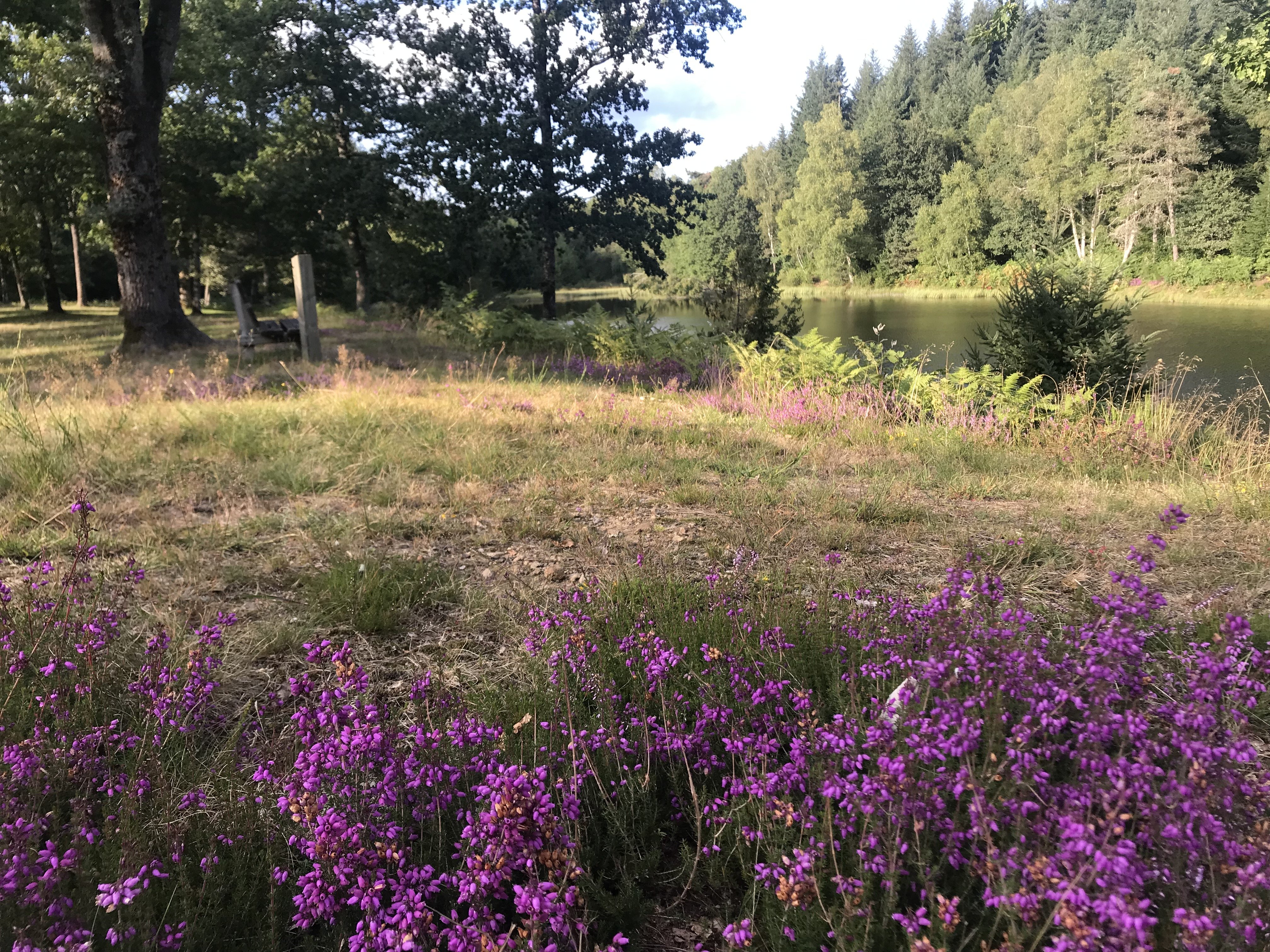 Parcours d'orientation de l'étang des Combeaux, Lignareix - photo 3