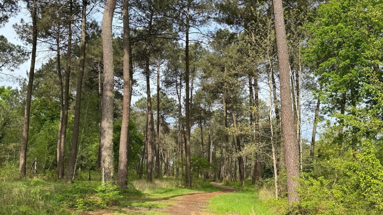 Parcours des Graves - Boucle Bleue - photo 4