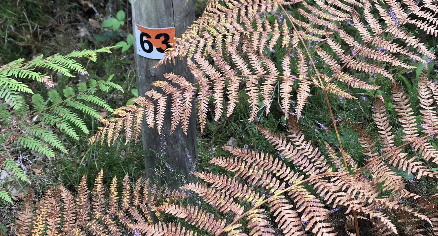 Parcours permanent d'orientation de la forêt de Mirambel - photo 2