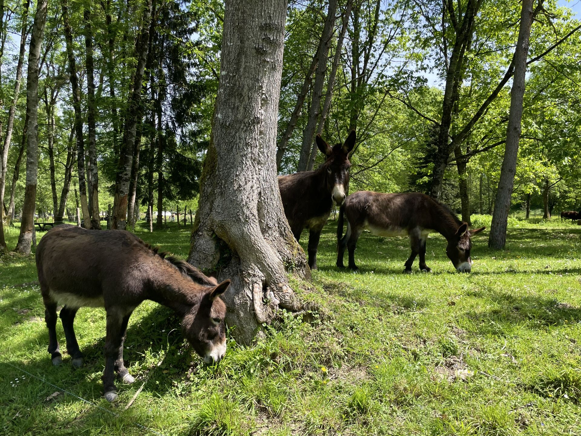 Parcours santé de Saint-Pée