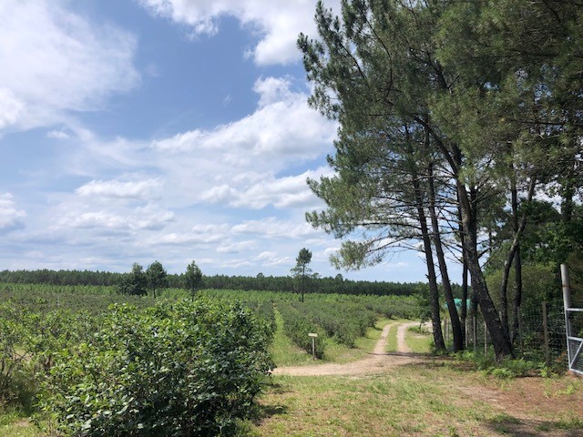 Passion Myrtilles - photo 2