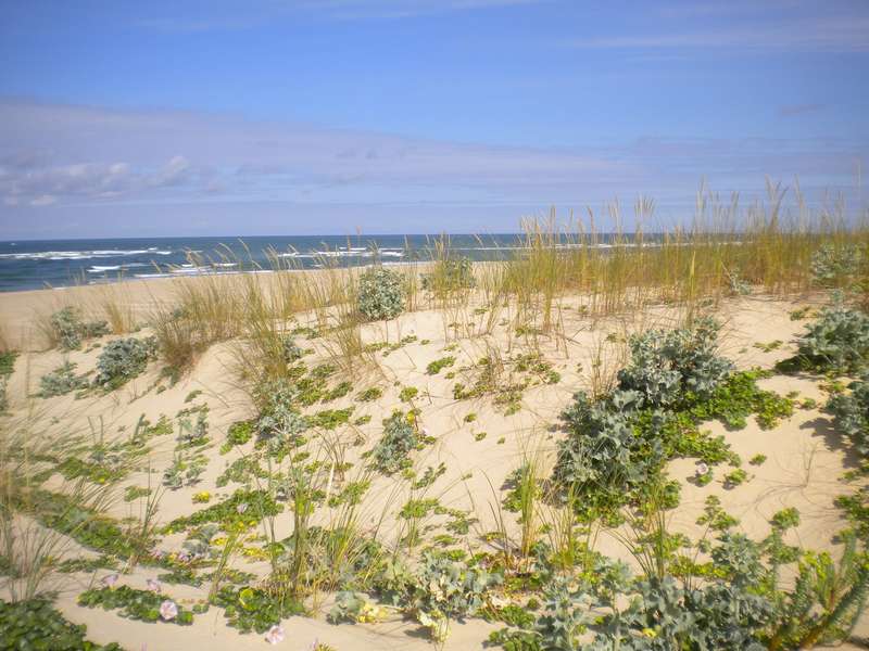 Réserve des dunes - Pointe du Cap Ferret, Lège-Cap-Ferret - photo 2