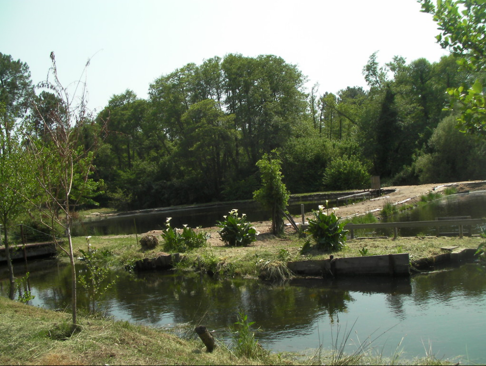 Pêche à la truite de Parentis du Moulin d’Esleys