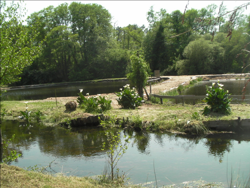 Pêche à la truite de Parentis du Moulin d’Esleys — photo 2