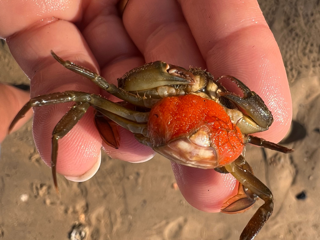 Atelier de pêche à pied — visuel événement