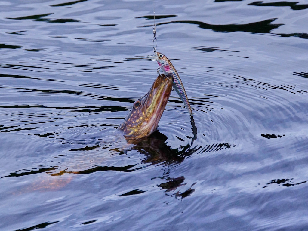 Mises à l'eau et Pêche sur le lac de barrage de Villejoubert, Champnétery