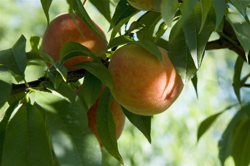 Coopérative des vergers du Pays de Monein