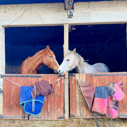 Les Destriers du Domaine d'Amou