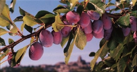 Perles-de-Gascogne