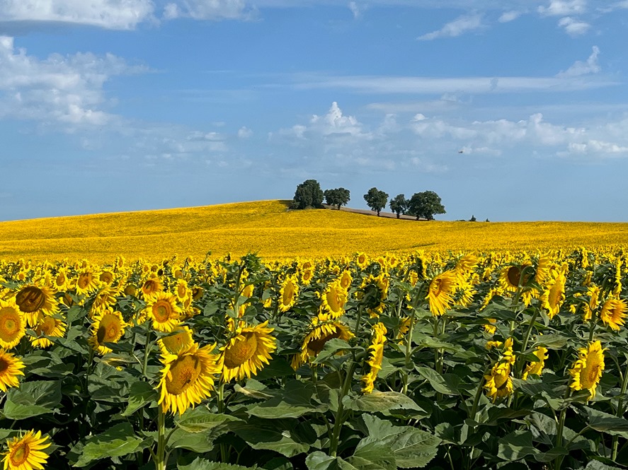 Petit Clos Gîte Rural, Saint-Jean-de-Duras