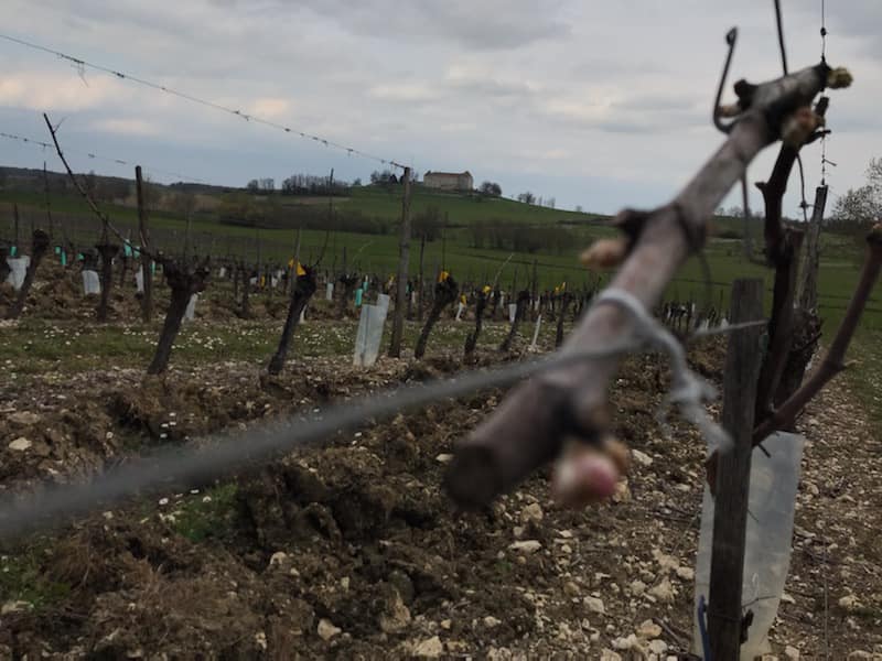 Domaine du Petit Loubès