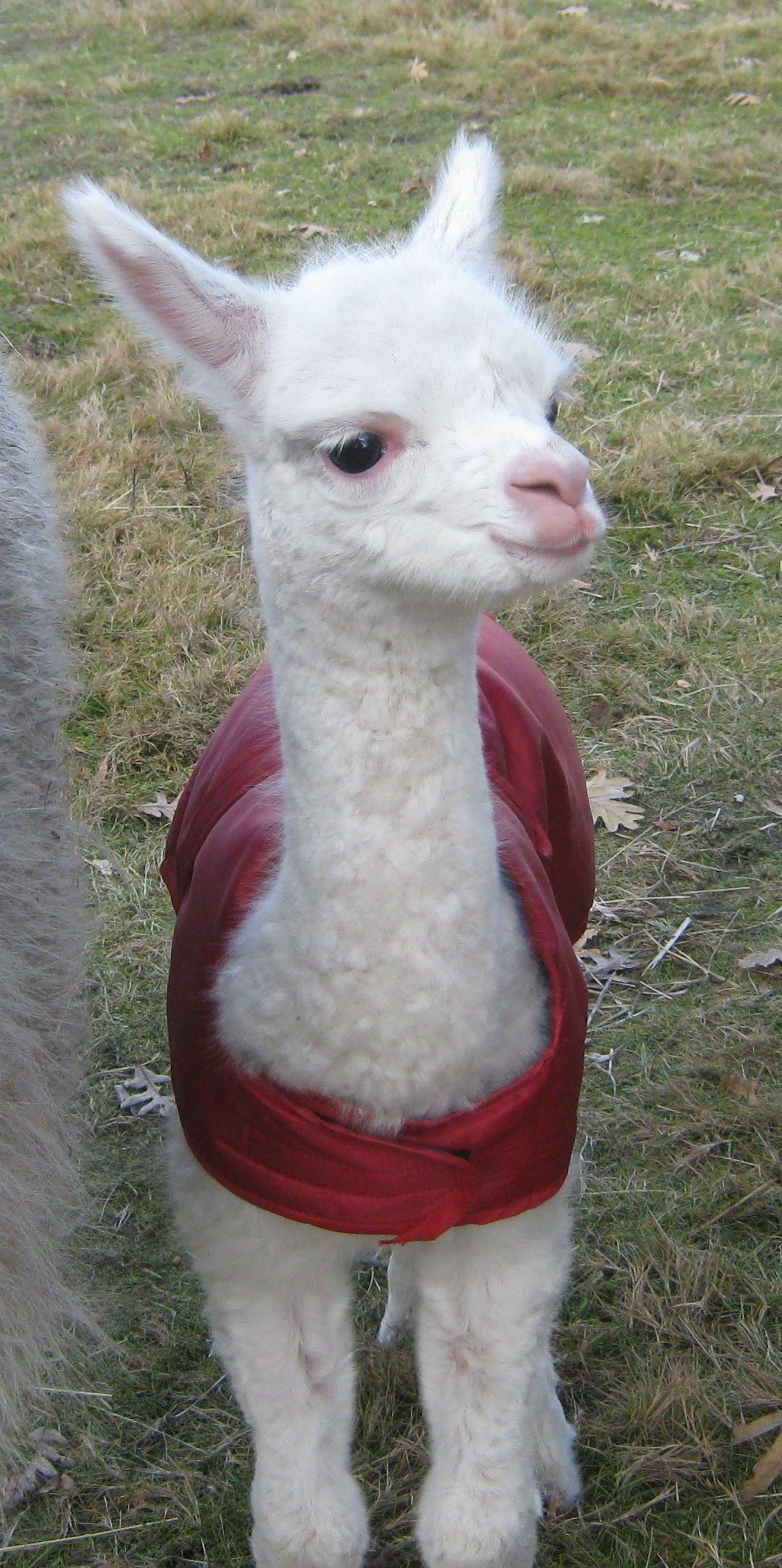 Ferme le Hillot élevage d'alpagas, Bourriot-Bergonce - photo 4