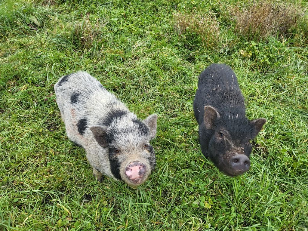 La Ferme à Roulettes, Saint-Vivien