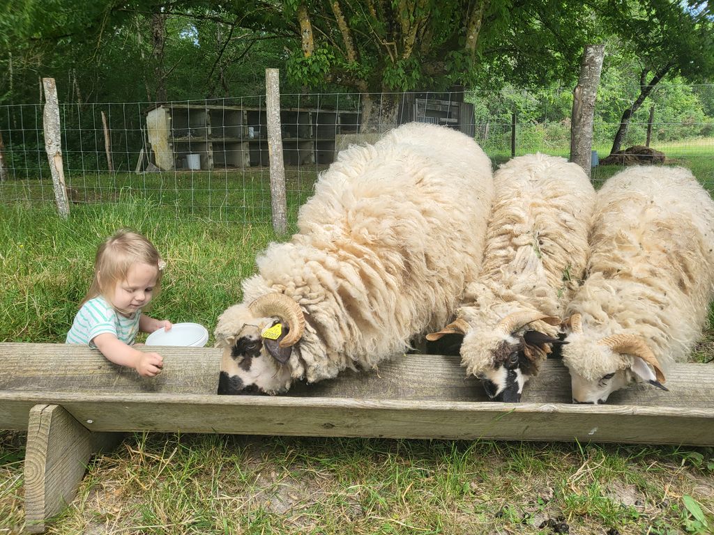 La Ferme à Roulettes, Saint-Vivien - photo 4