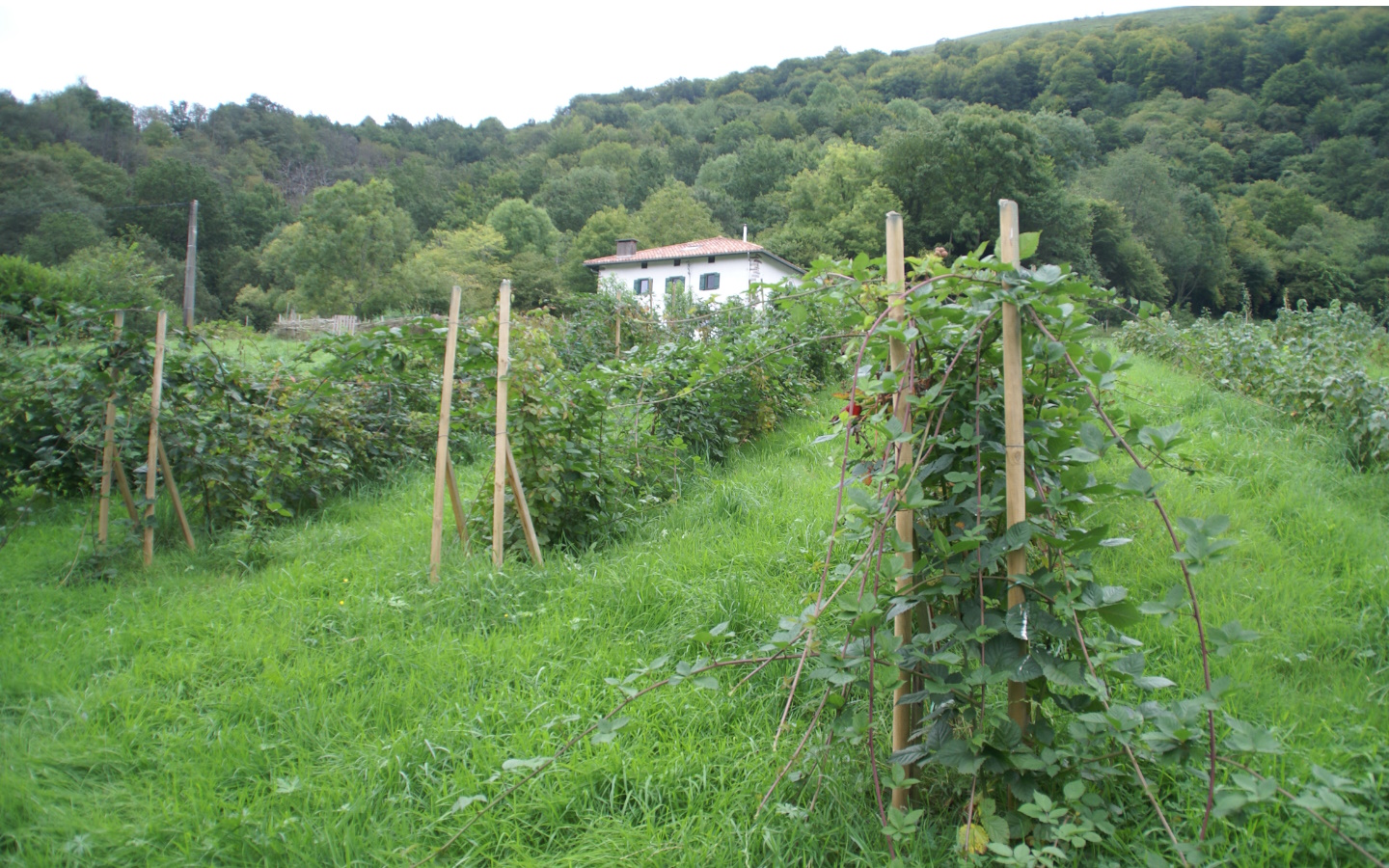 Ferme Urrutigaraia "Ici Même" - photo 4