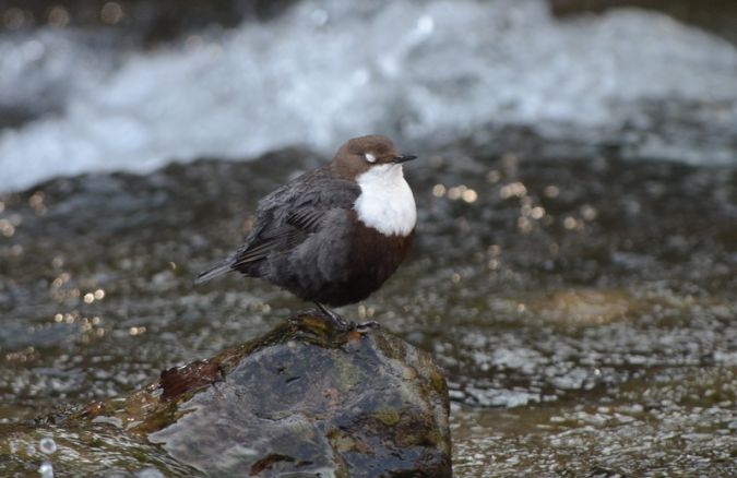 Vallée de la Dronne à Bourdeilles, Bourdeilles - photo 6