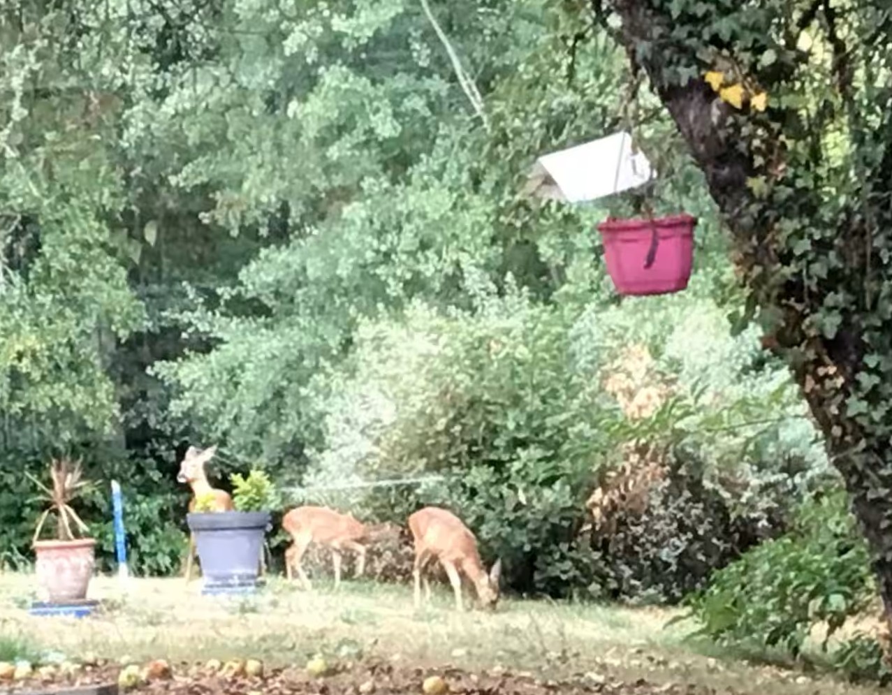 Peyramier Nature, Saint-Aquilin - photo 14