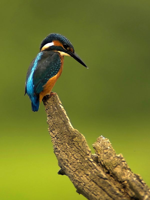 L'Aubarède, Saint-Seurin-sur-l'Isle