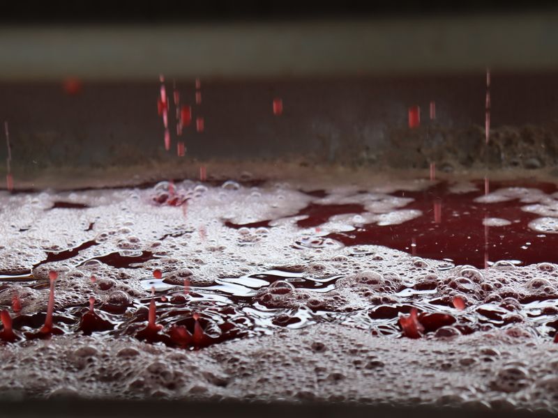 Vignobles Combefreyroux - photo 2