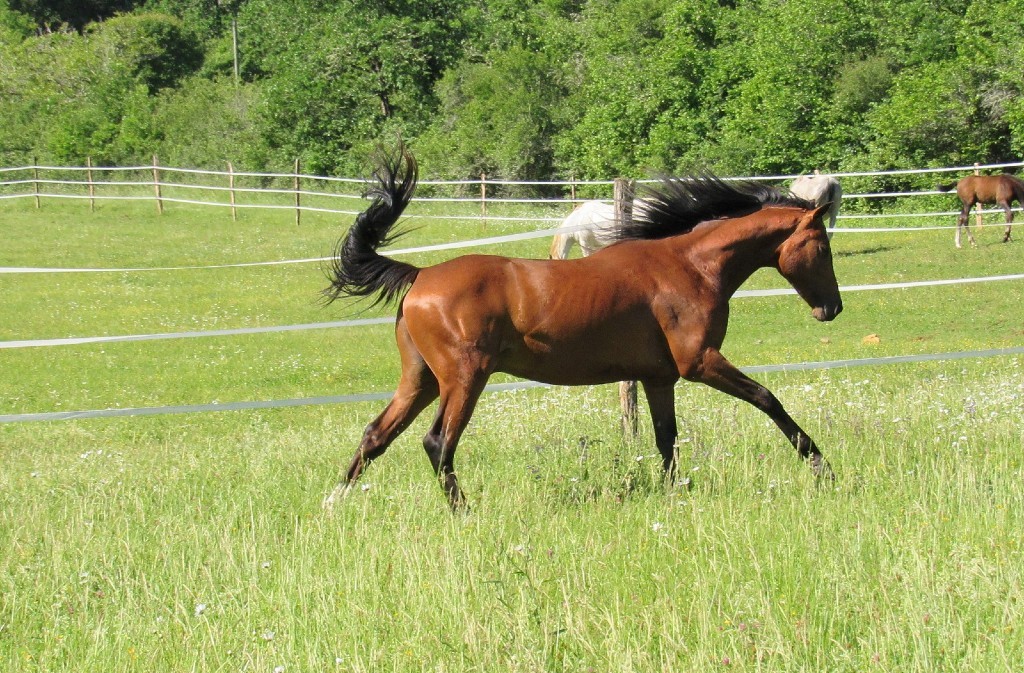 La Grande Combe, Mauzac-et-Grand-Castang - photo 4