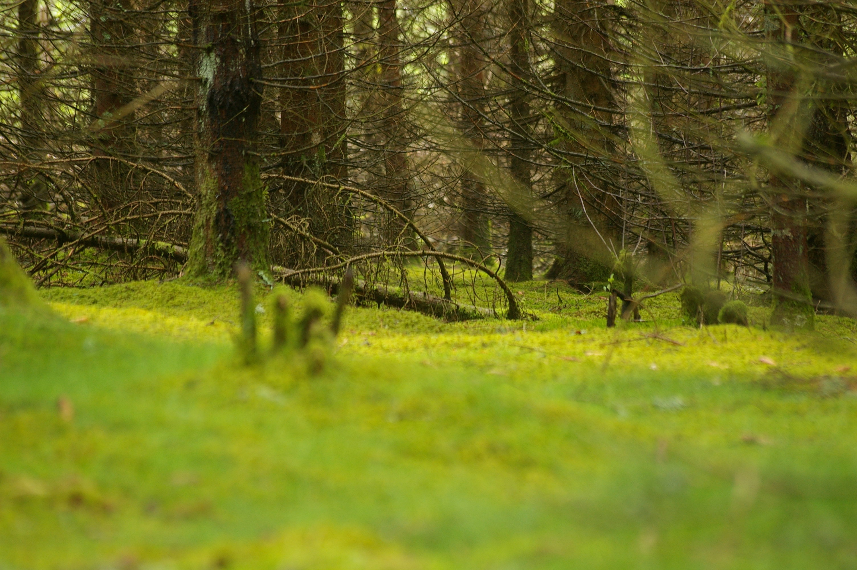 Le Bois de Chaleix, Bugeat - photo 2
