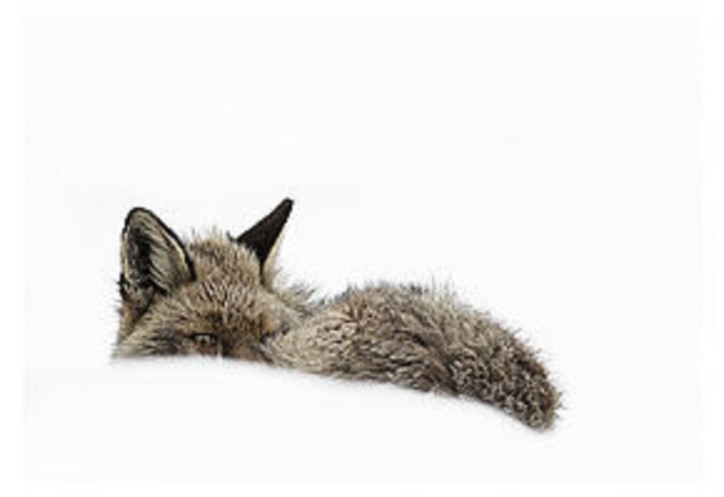 Exposition : « Faune, rencontre animale en hiver » - Guillaume Pépy, Quentin Gravaud et Martín Barandalla.