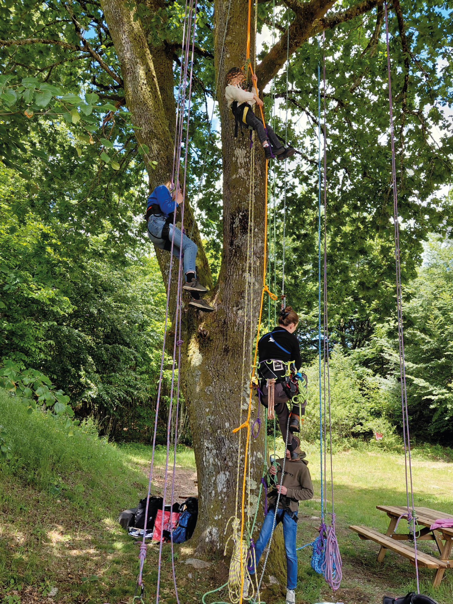Grimpe d'arbres