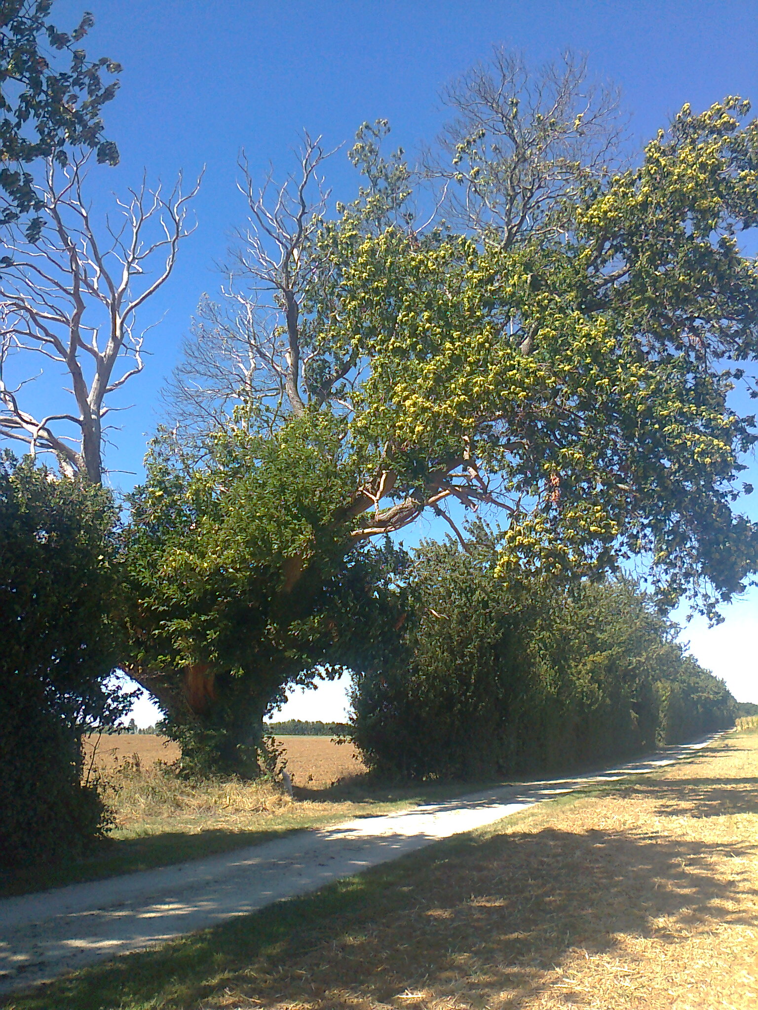 Du Tilleul à la Somptueuse - Tillou, Chef-Boutonne