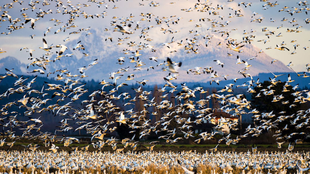 Rencontre en musique autour du film Terra Nostra - Châteaux en fête