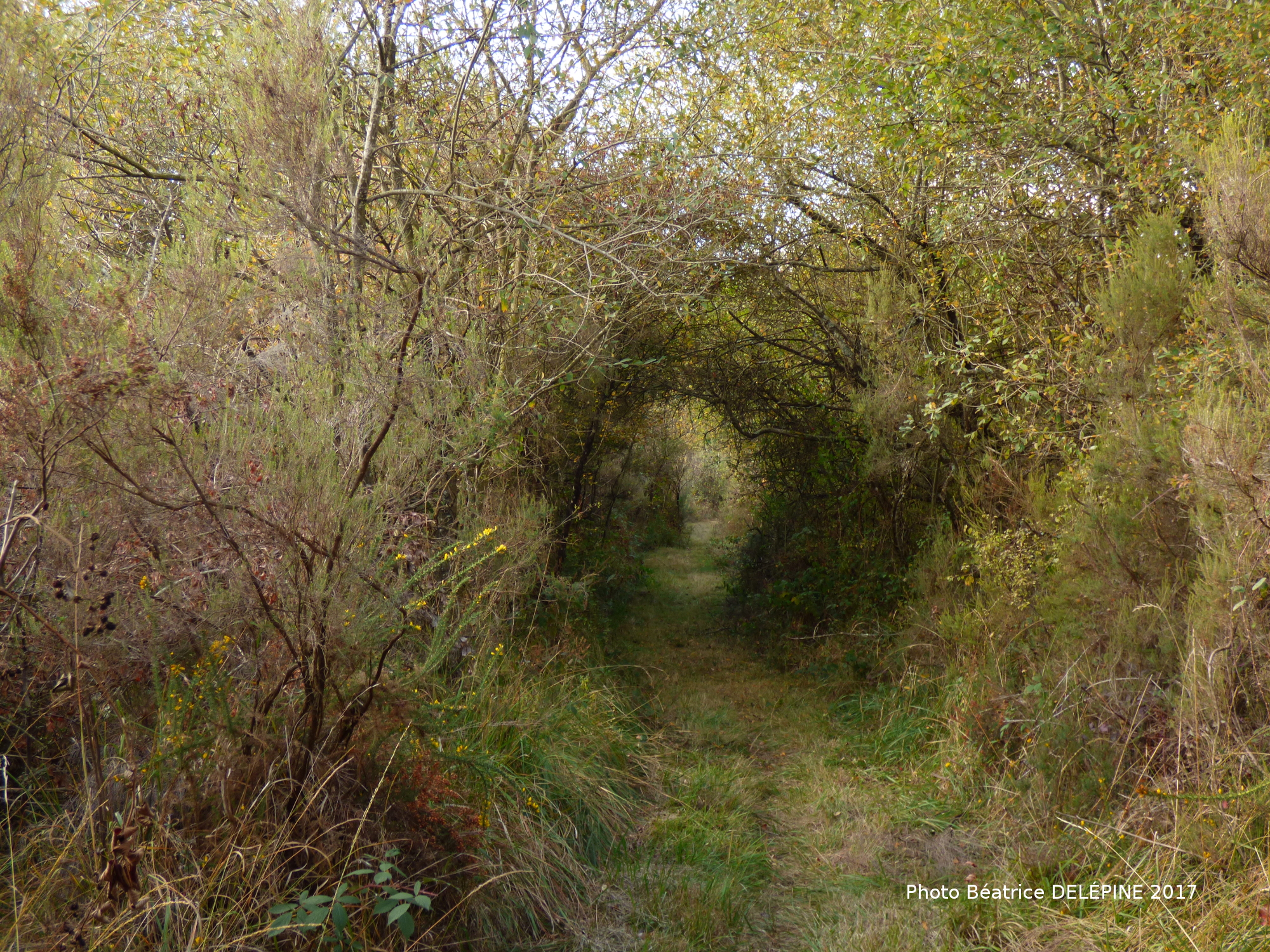 Les communaux de l'Hôpiteau, Boussais - photo 3