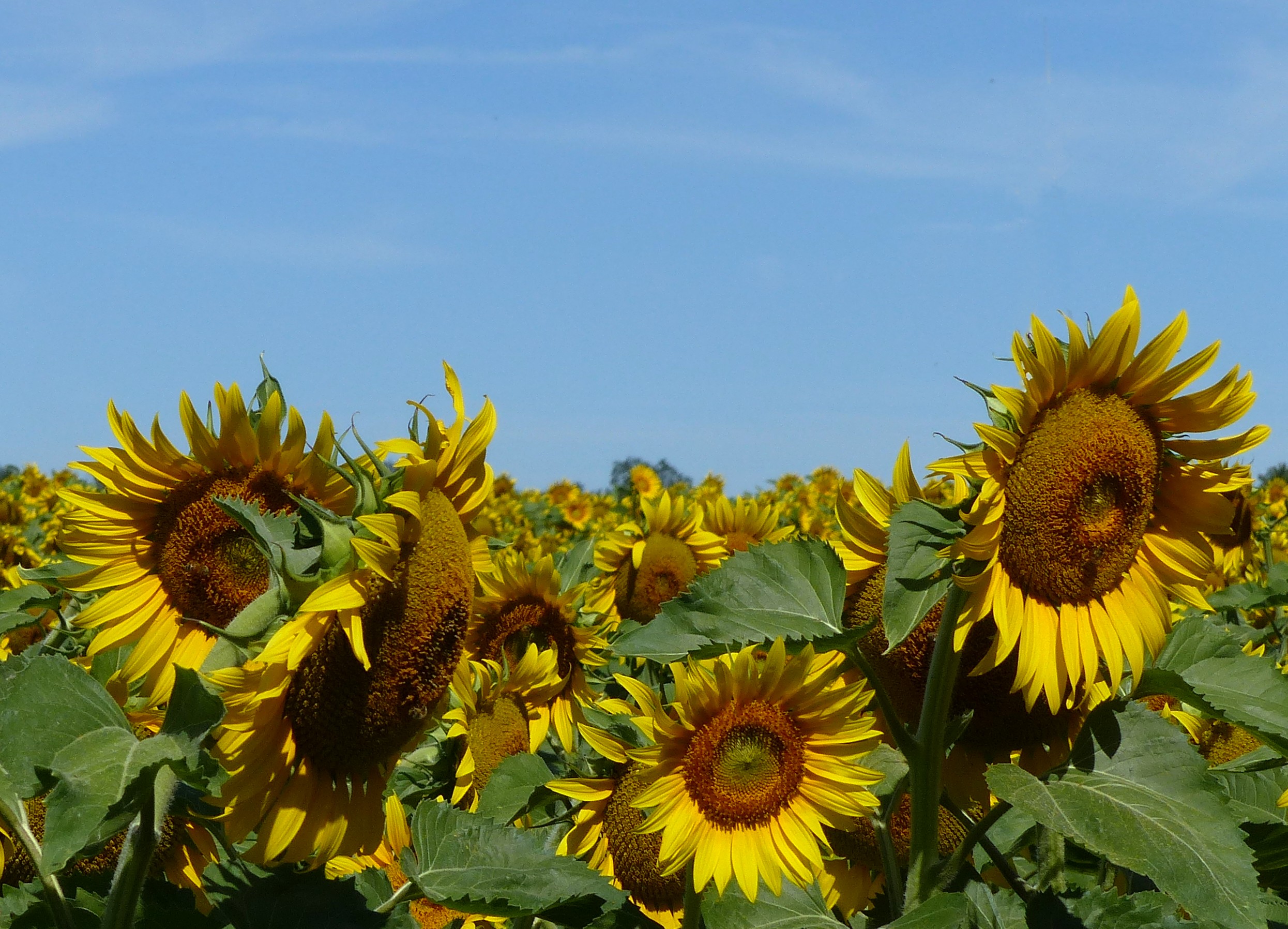 Le Chemin des Rabottes - Circuit n°63, Coussay-les-Bois