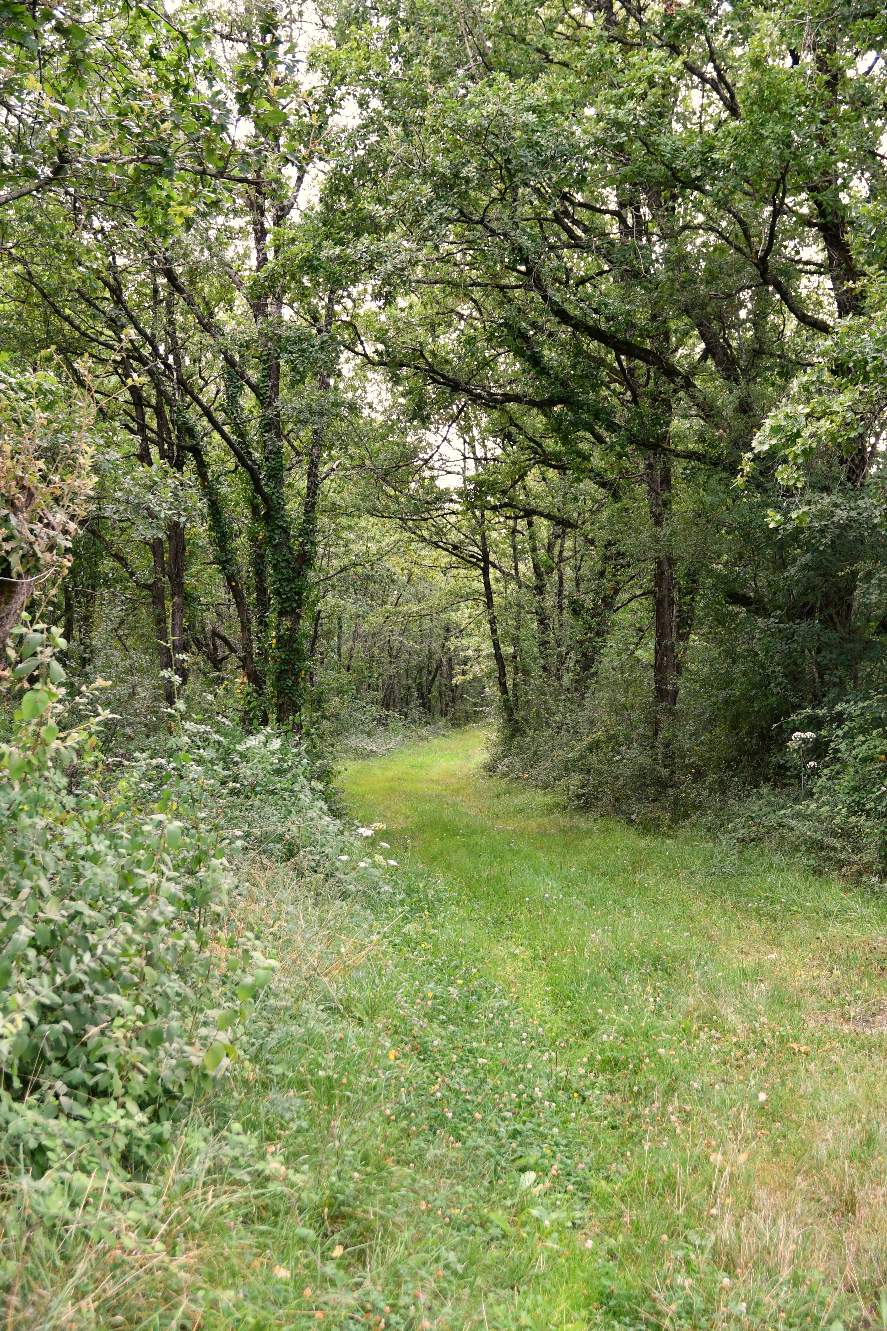 Entre Champs et Forêt - Circuit n°63