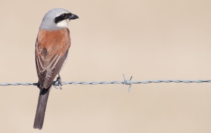 Sentier de découverte du plateau d'Argentine, La Rochebeaucourt-et-Argentine - photo 8