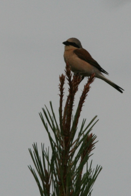 Les landes de Hasparren