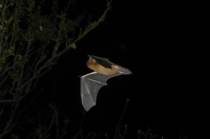 Nuit de la chauve-souris aux Mines d'Argent