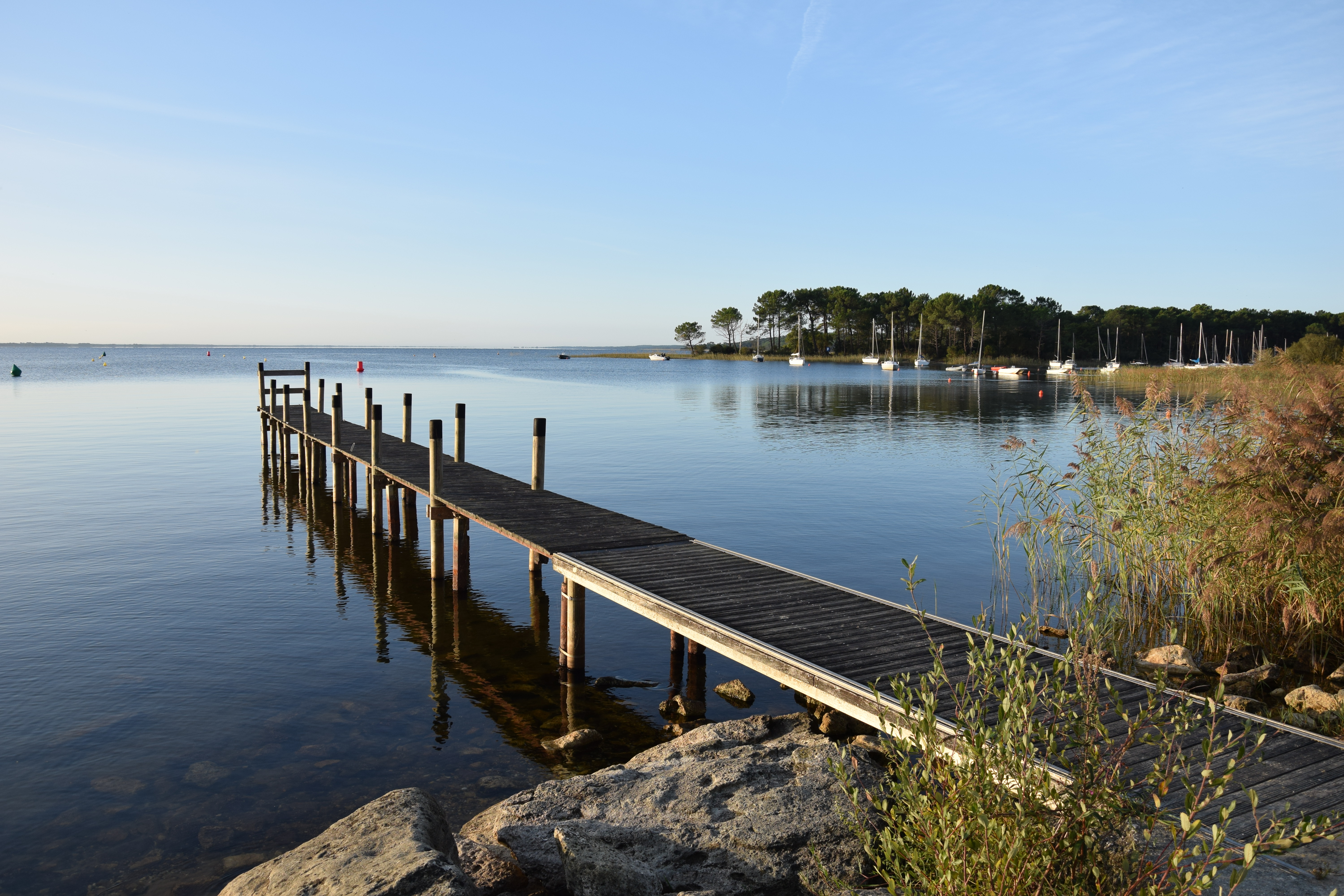 Sentier de la Lobélie - Réserve naturelle de Hourtin - photo 2