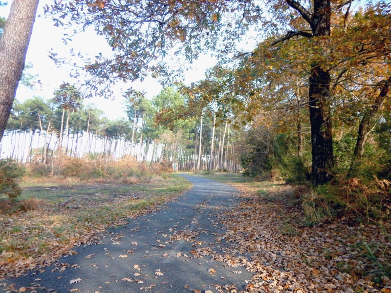 A l'orée des bois - VTC, Le Teich - photo 3