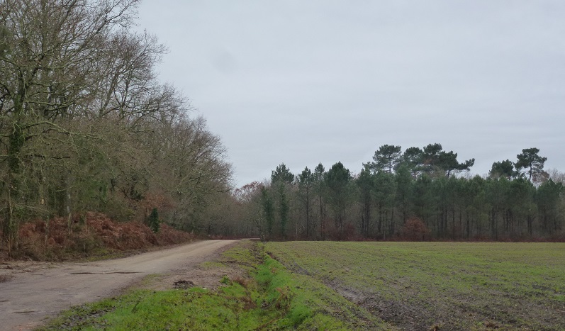 Piste dans la forêt