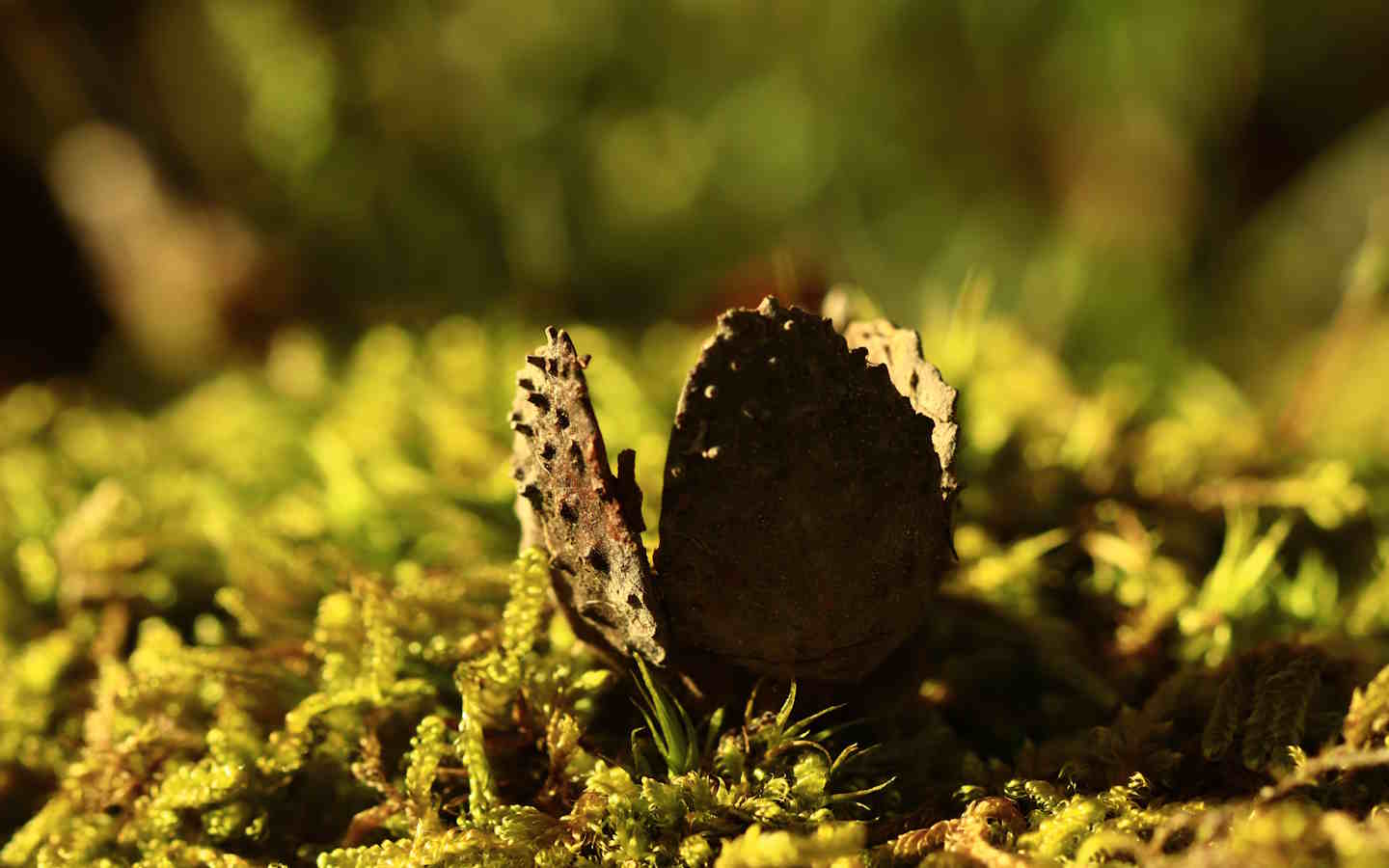 Randonnée accompagnée : pister la nature, Ustaritz - photo 2